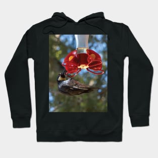 Acorn Woodpecker Raiding A Hummingbird Feeder Hoodie